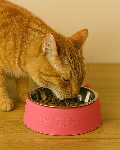 Plato para Gato